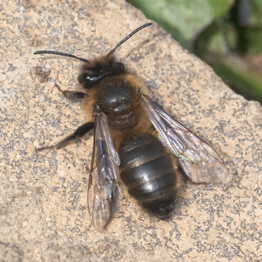 Andrena scotica (Chocolate Mining Bee).jpg